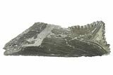 Bizarre Shark (Edestus) Jaw Section with Tooth - Carboniferous #269669-1